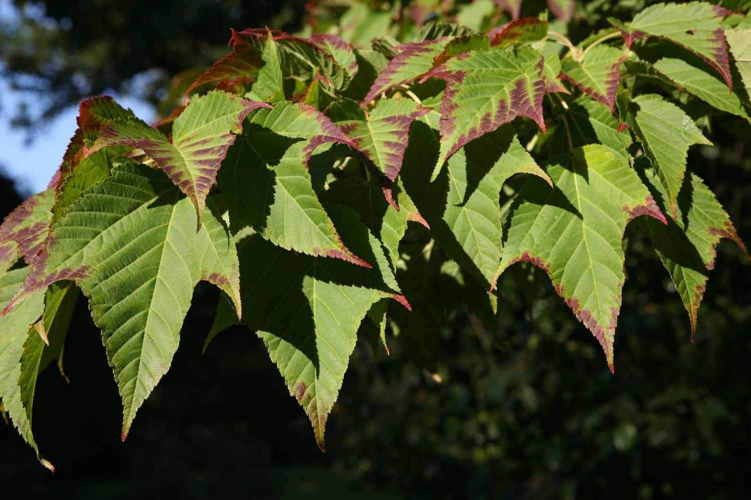 Snake Bark Maple - Multi_coloured bark with stunning Autumn foliage. Strong pot grown plants Approx 2.5 Mt