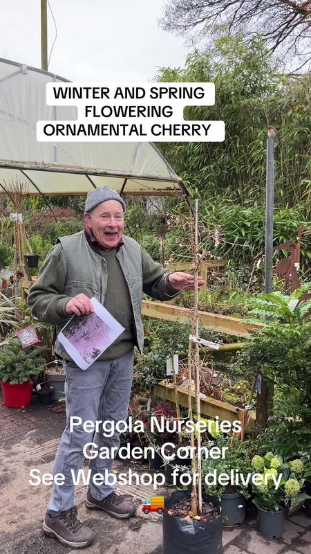 WINTER SPRING FLOWERING CHERRY(Prunus Autumnalis) semi Double  Pink Flowers Appear Depending On Weather From November To March