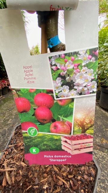 Starapple Tree