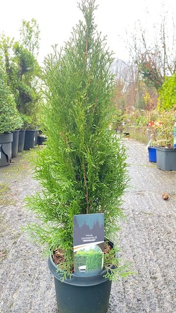 Thuja Occidentalis &#39;Smaragd&#39;