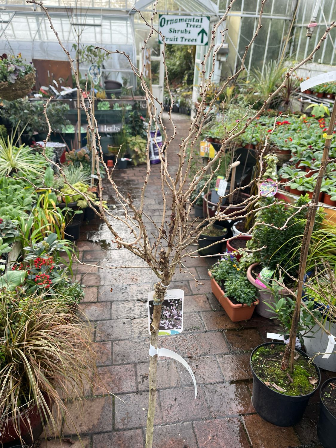 Fuji Cherry Prunus Kojou-no-mai’ Dwarf Ornamental Cherry (Bush Form) Flowers open from buds in spring soft shell pink developing a deep pink eye as they age.