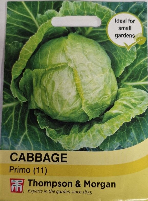 Cabbage -Primo