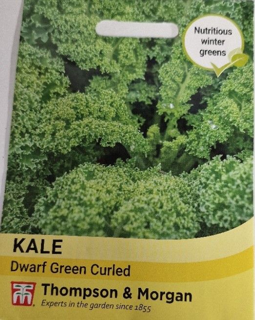 KALE- Dwarf Green Curled