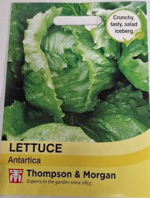 Lettuce - Antartica
