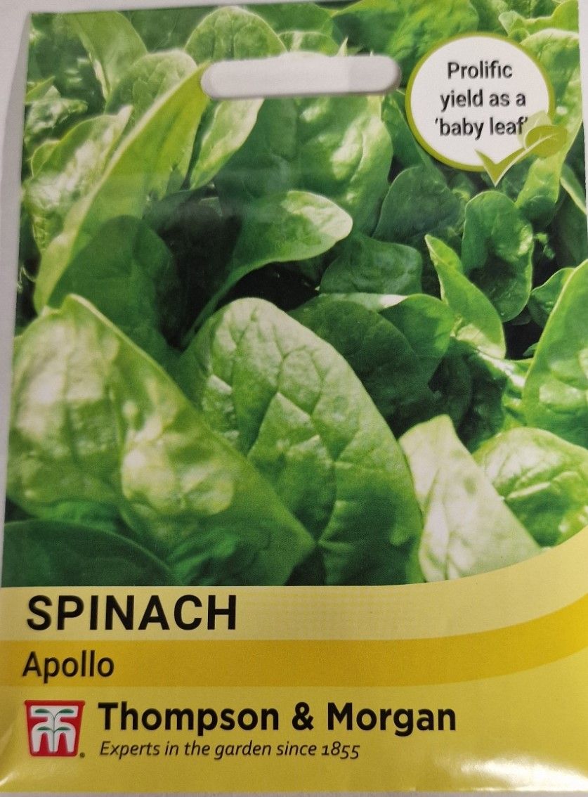 Spinach -Apollo