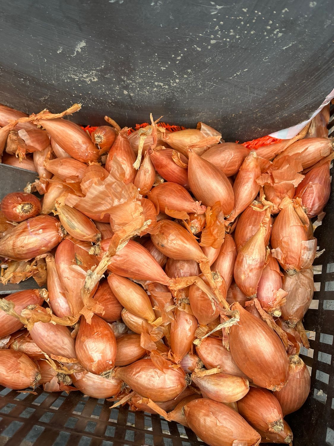 1 Lt Shallot Longor