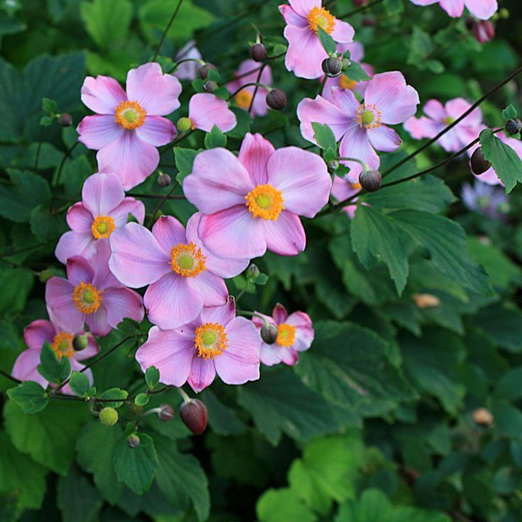 Japanese Windflower Anemone 'September Charm'... flowers for months, late summer and early autumn, winter hardy and lasts forever