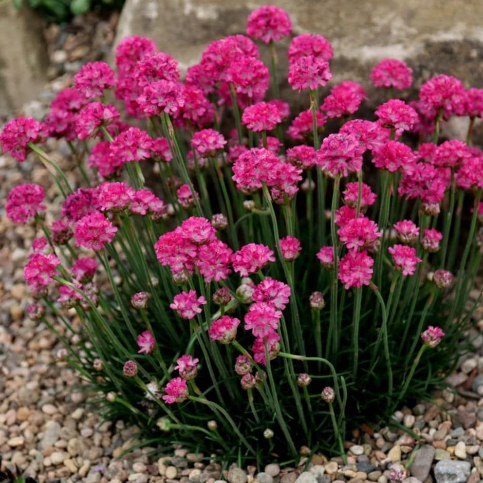 Armeria &#39;PINK&#39;