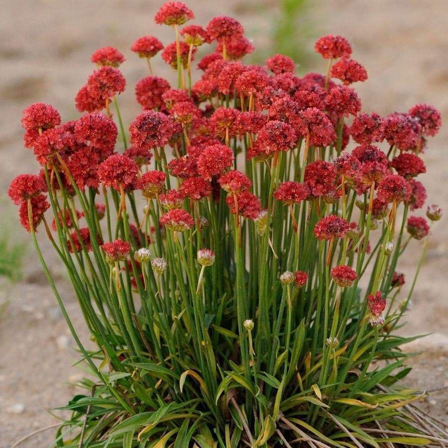 Armeria pseudarm &#39;&#39;BALLERINA RED&#39;&#39;