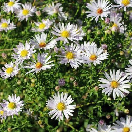 Aster Ericoides &#39;SNOWFLURRY&#39;