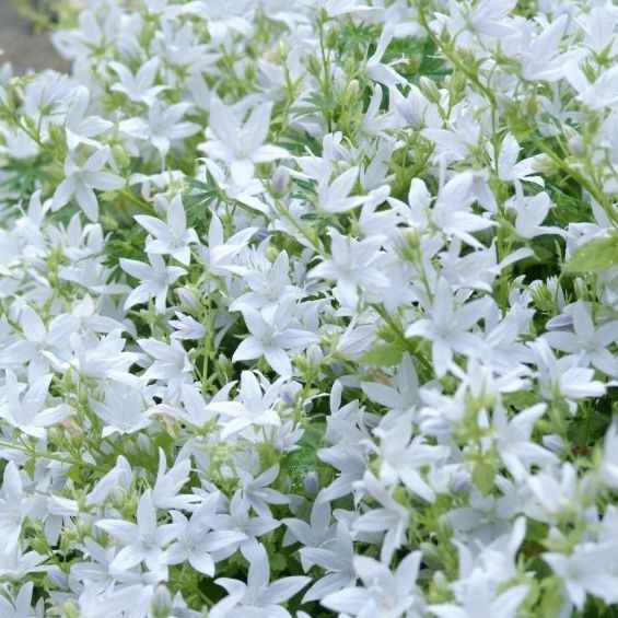 Campanula Posch. &#39;&#39;E.H. Frost&#39;&#39; White Serbian Bellflower