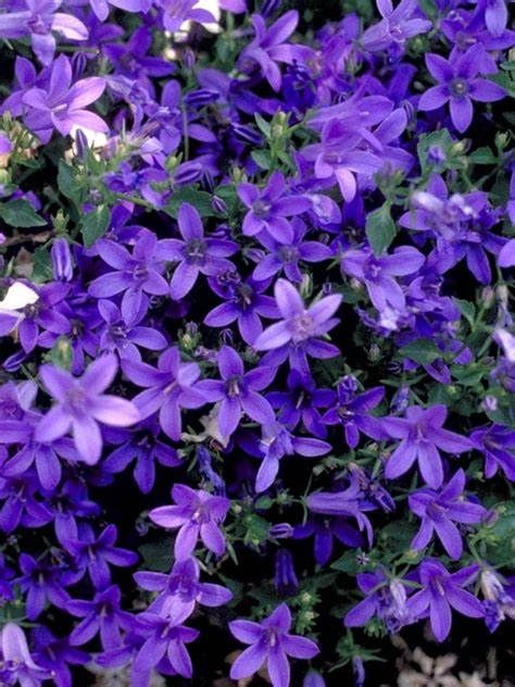 Campanula Poscharskeana