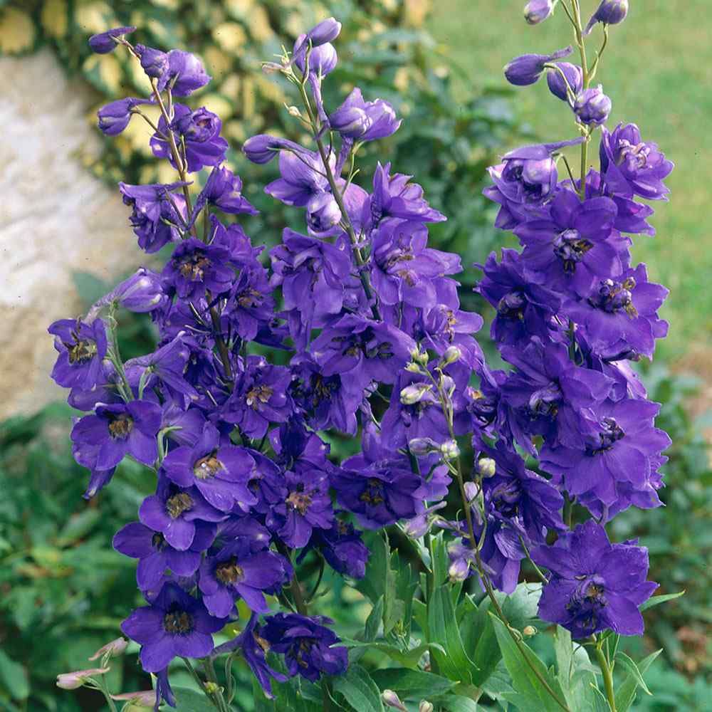 Delphinium &#39;Black Knight&#39;