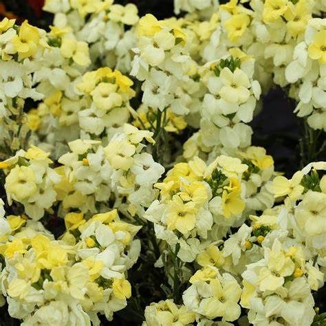 ERYSIMUM LEYA LEMON GLOW