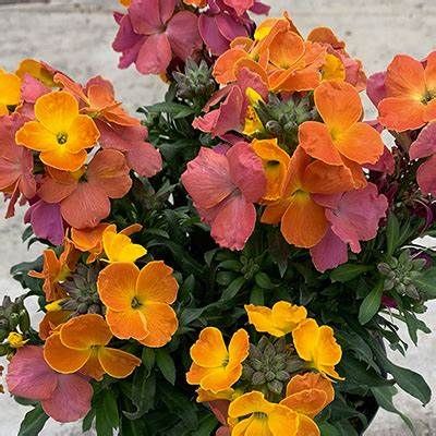 ERYSIMUM LEYA ORANGE GLOW