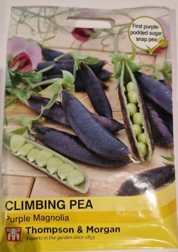 Climbing Pea- Purple Magnolia