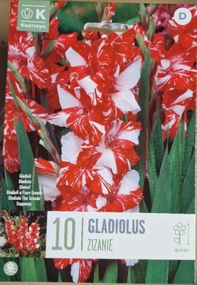 10 Gladiolus/ Gladioli ' Zizanie'