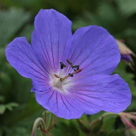Geranium Himalayense &#39;BABY BLUE&#39;