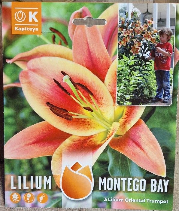 3 Tree Lily - Montego Bay