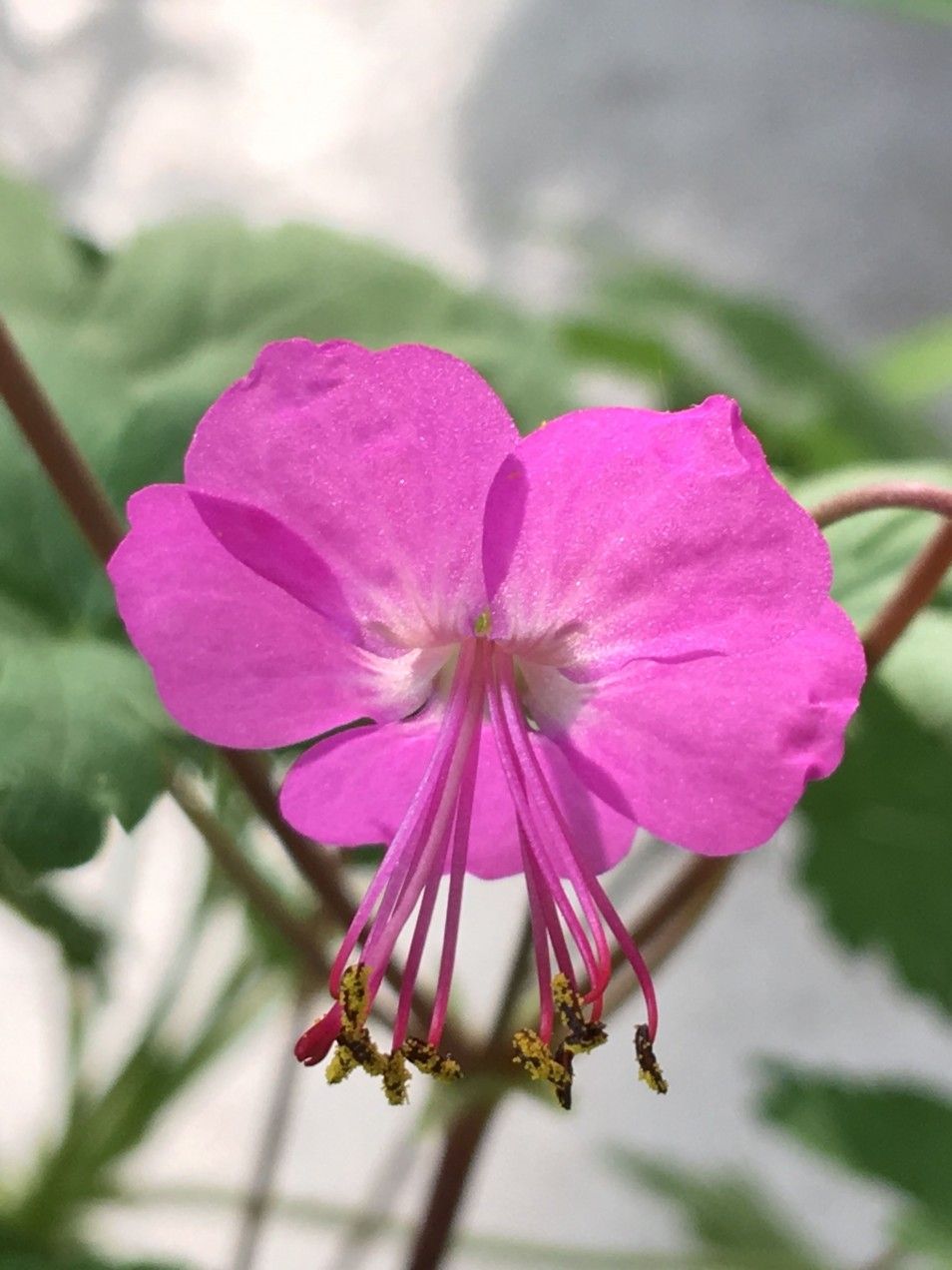 Geranium &#39;OLYMPIC FIRE&#39; Tough hardy cranesbill for sun or half shade . Pink flowers on long stems for months .Fresh green foliage that turns red in autumn.Good on banks or front of beds