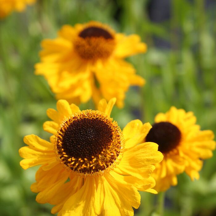 HELENIUM THE BISHOP months of yellow daisy like flowers Winter hardy and last for years STRONG POT GROWN PLANTS