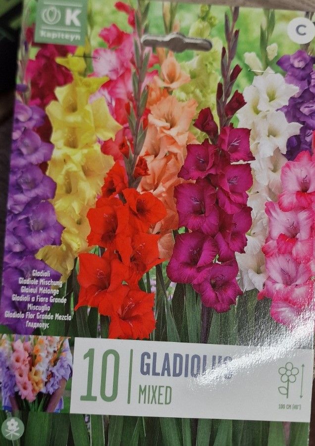 10 Gladiolus/ Gladioli mix