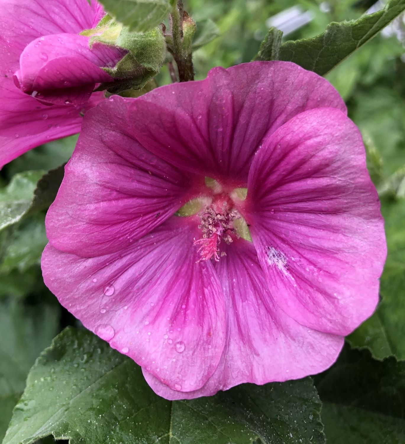 Lavatera &#39;BURGANDY WINE&#39; fast growing hardy shrub. Smothered In deep pink /wine flowers In Summer And Early Autumn. Likes a sunny and free draining spot.