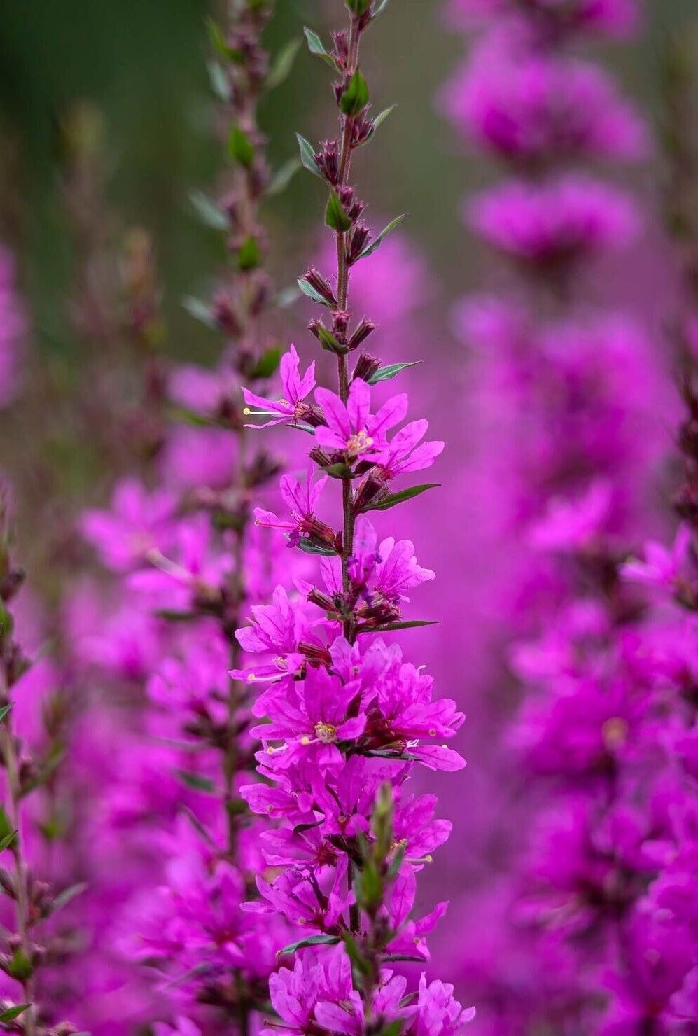 Lythrum &#39;DROPMORE PURPLE&#39;