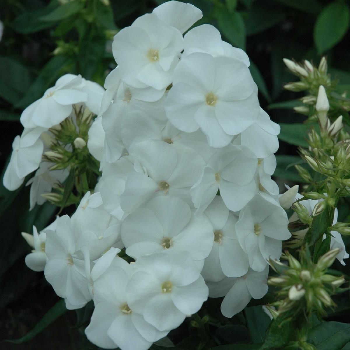 Phlox &#39;Sweet Summer Snow&#39;
