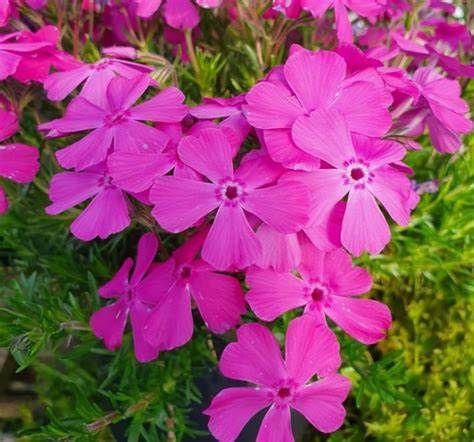 PHLOX “MC DANIELS CUSHION'' extra strong plants. A carpet plant that loves spreading on banks or spilling over walls and kerbs. Winter hardy and lasts for years.