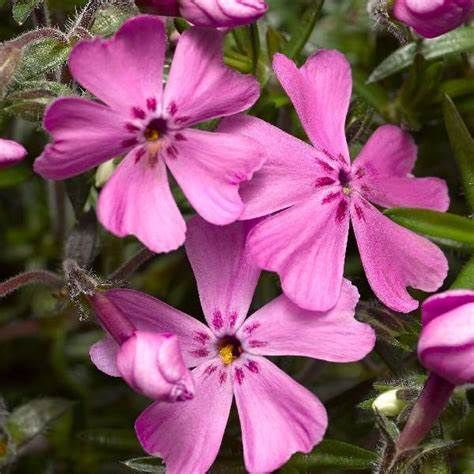 Phlox GOLDIPHLOX ROSE