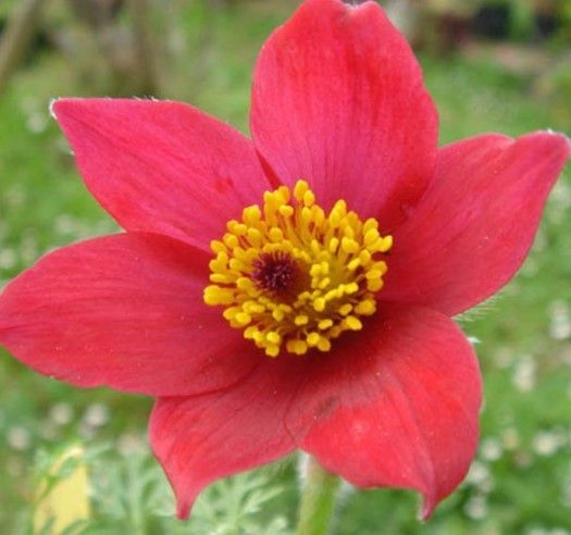 Pulsatilla RUBRA ,tough low growing perennial with bell like red flowers that look like they are made from silk . Loved by bees and pollinators. The flowers are followed by silky seed heads .