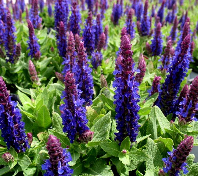 Salvia &#39;DEEP BLUE&#39; flowers for months in late summer and autumn . Winter hardy and lasts for years . Established strong plants.
