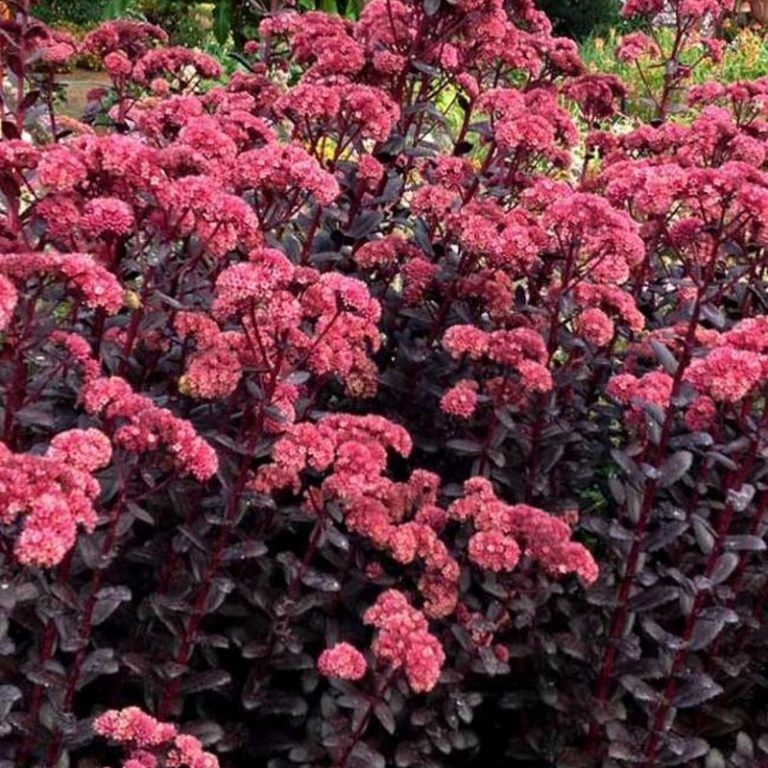 Sedum RED SPARKLE forms a mound of purple foliage ..red to deep pink flowers adored by butterflies. Likes a sunny and free draining spot Good in pots beds or rockeries.