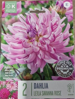 2 Dahlia - Leila Savanna Rose