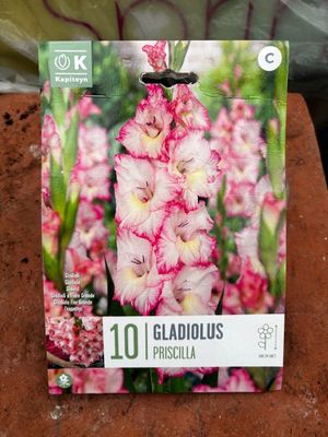 10 Gladiolus/ Gladioli &#39;Priscilla&#39;