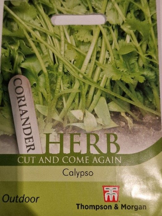 HERB - Coriander&#39;&#39;Calypso&#39;&#39;