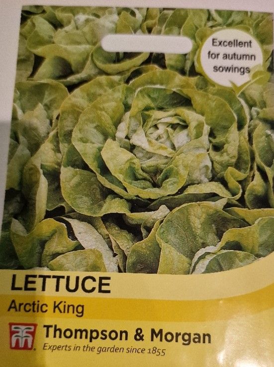 Lettuce-Arctic King
