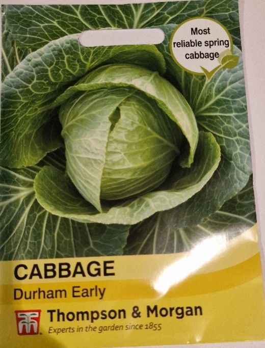 Cabbage- Durham Early