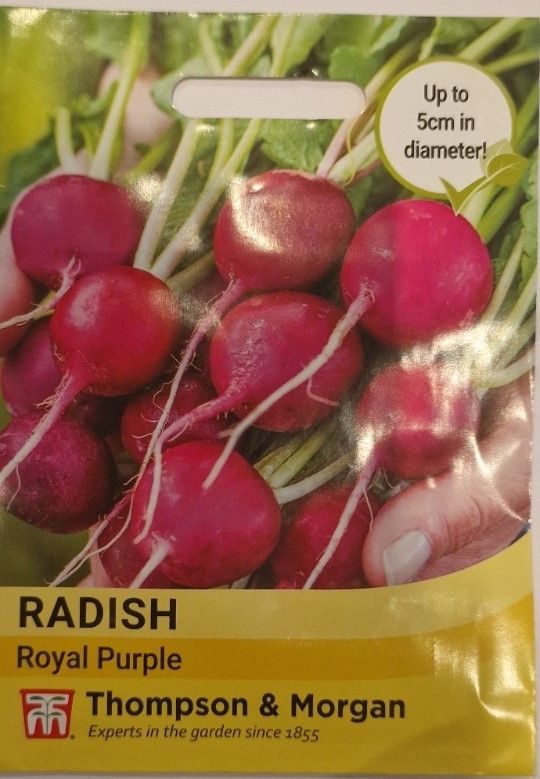 Radish - Royal Purple
