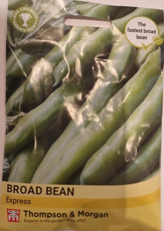Broad Bean - Express