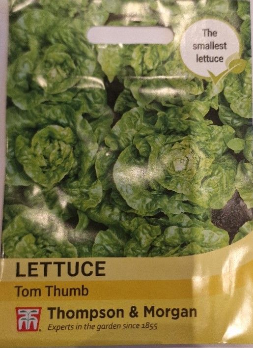 Lettuce- Tom Thumb