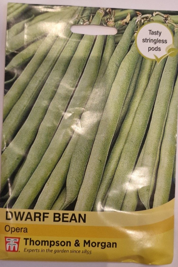 Dwarf Bean