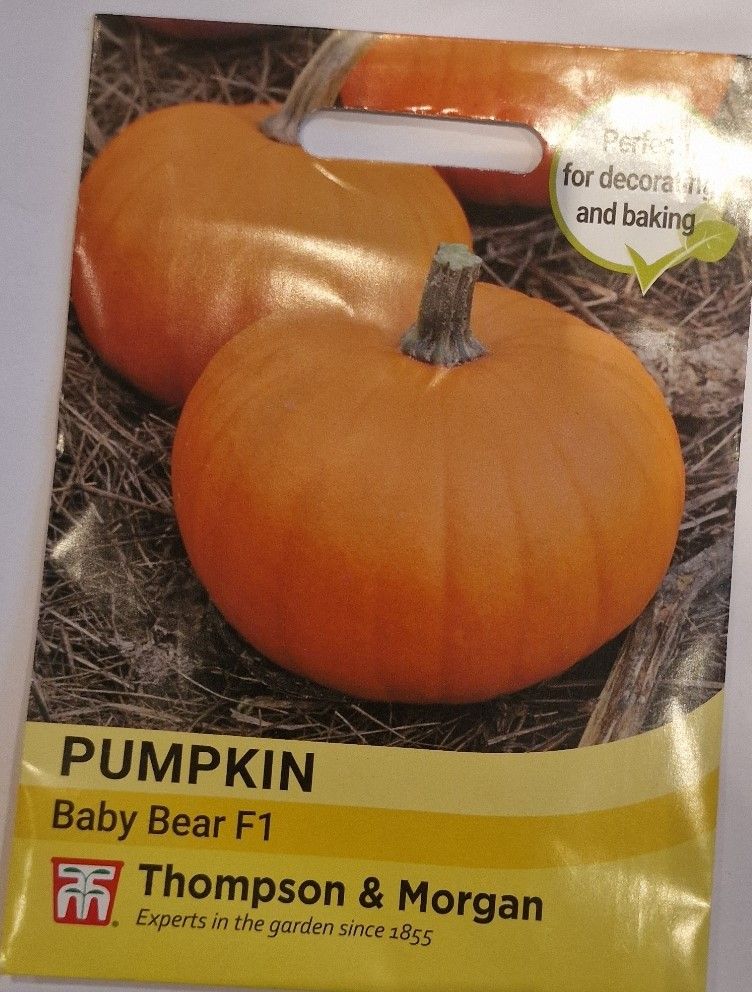 Pumpkin- Baby Bear F1