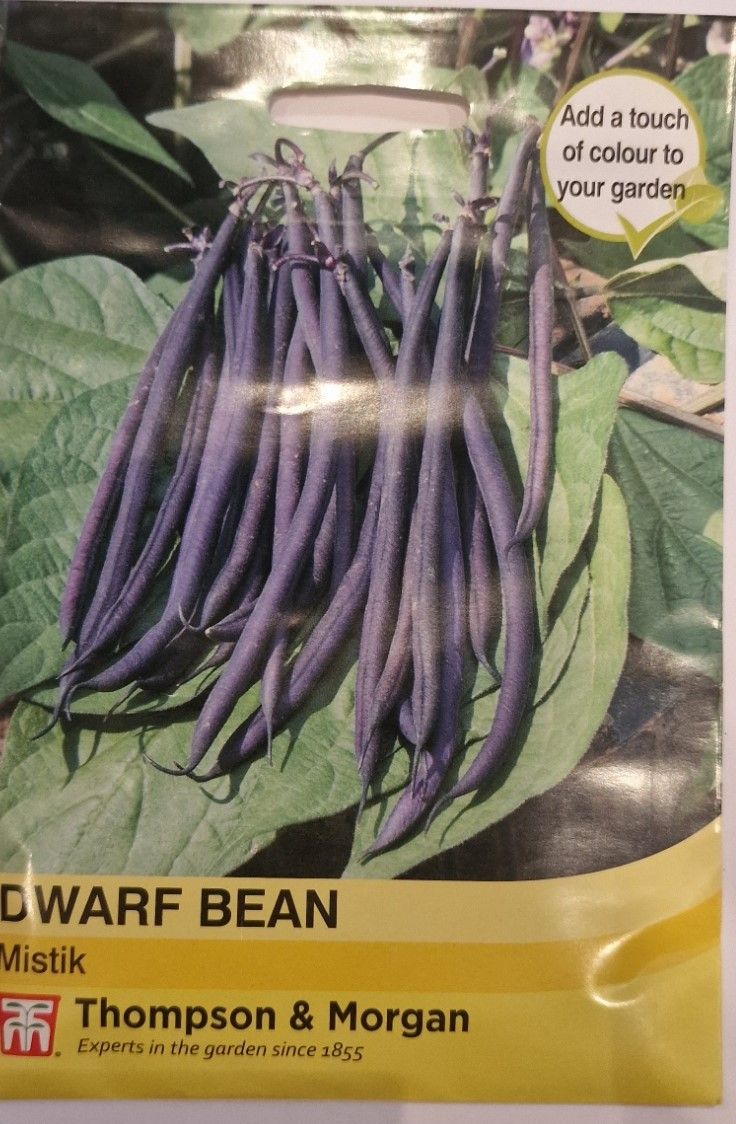 Dwarf bean - Mistik