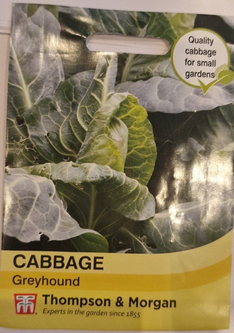 Cabbage - Greyhound
