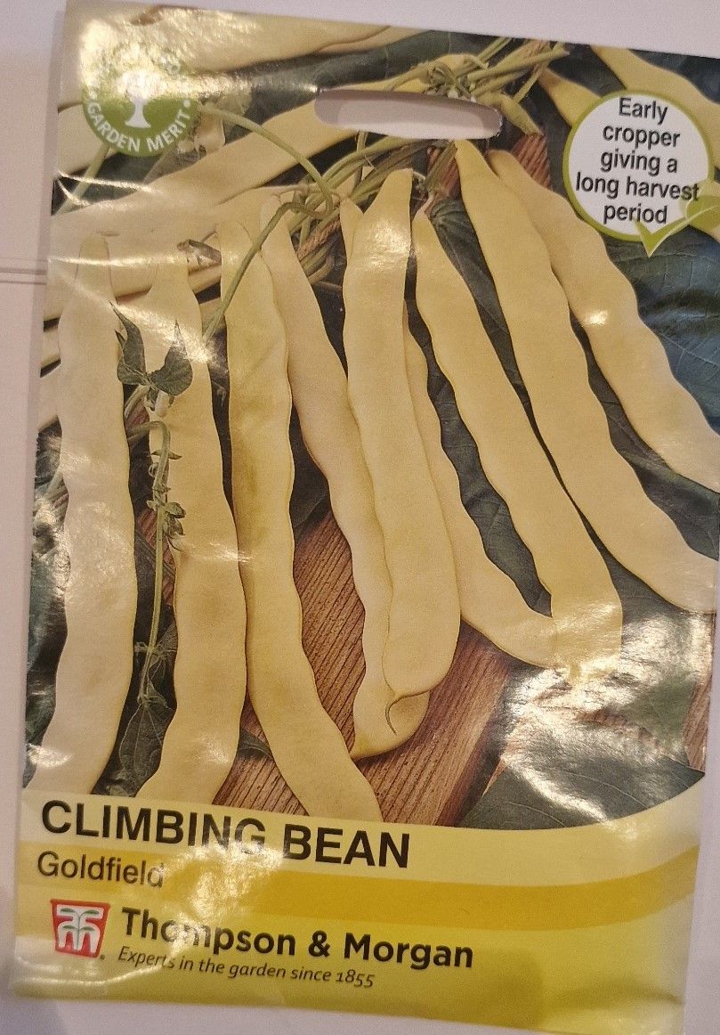 Climbing Bean - Goldfield