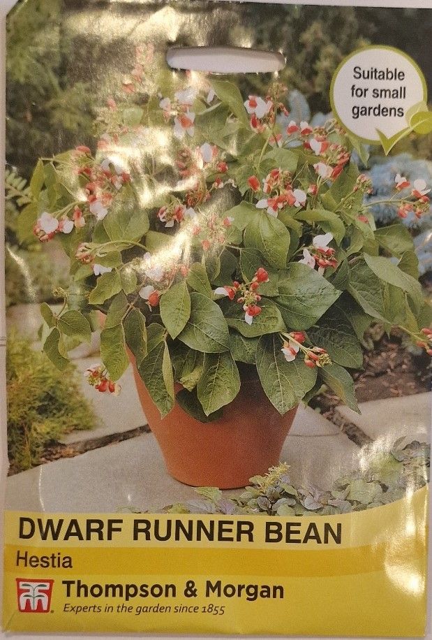 Dwarf Runner Bean -Hestia