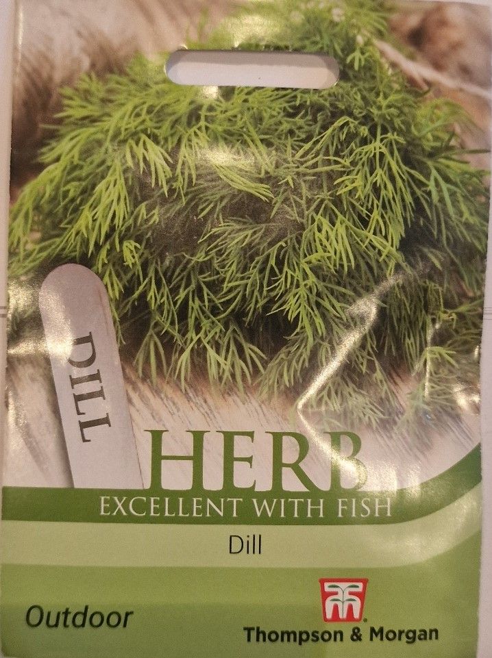 Herb - Dill