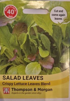 Salad Leaves -Crispy Lettuce Leaves Blend
